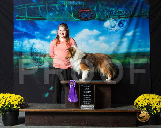 Shetland Sheepdog Fri S2 Patty Runge__ST_0389-OKC2018-HR3