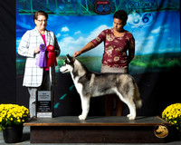 Siberian Husky Sat  S1 G2 Aerial Dupree Judge Melissa Kidd