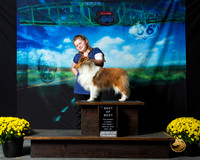 Shetland Sheepdog Sat S1 Patty Runge
