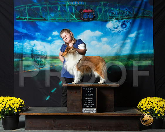Shetland Sheepdog Sat S1 Patty Runge__ST_0390-OKC2018-HR3