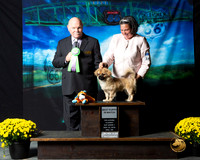 Tibetan Spaniel #375 Sat S2 Best Puppy in Match Judge Larry Hansen