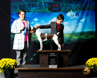 Rat Terrier #369 Sat S2 NCh Renee Morgan Judge Melissa Kidd