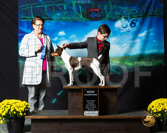 Rat Terrier #369 Sat S2 NCh Renee Morgan Judge Melissa Kidd__ST_0411-OKC2018-HR3
