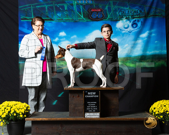 Rat Terrier #369 Sat S2 NCh Renee Morgan Judge Melissa Kidd__ST_0413-OKC2018-HR3
