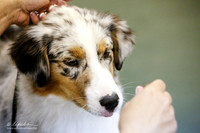 Best in Show Puppy Sat S1 Ring