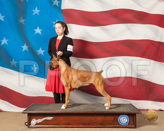 Boxer #14 Sat CUSTOMSSR_4811-CyCreek2018-HR3