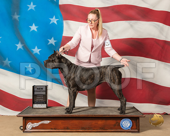 Cane Corso #6 Sat BOB NC Judge Janet CohenSSR_4842-CyCreek2018-HR3
