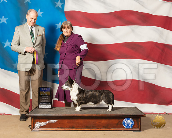 Cardigan Welsh Corgi #6 Sat BOB Judge Dale MeyerSSR_4850-CyCreek2018-HR3