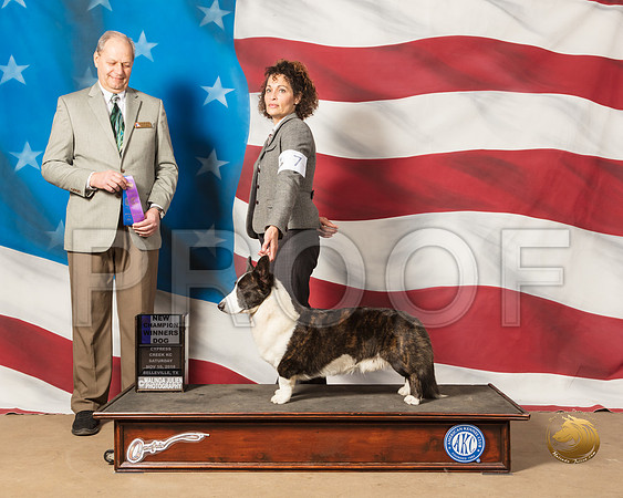 Cardigan Welsh Corgi #7 Sat WD NC Judge Dale MeyerSSR_4847-CyCreek2018-HR3