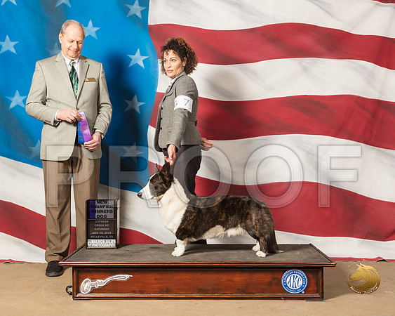Cardigan Welsh Corgi #7 Sat WD NC Judge Dale MeyerSSR_4848-CyCreek2018-HR3