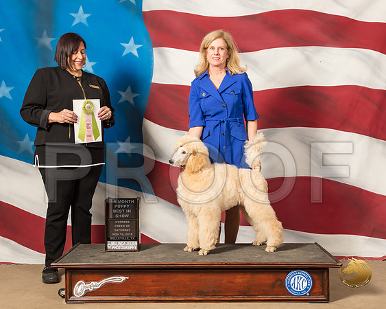 Standard Poodle #9 Sat 4 6 Puppy Judge Janet CohenSSR_5032-CyCreek2018-HR3