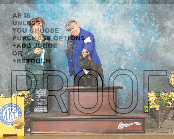 French Bulldog #17 Fri BOW Judge Carol Jean Nelson-MMJ_9343-NWARK2022-HR3