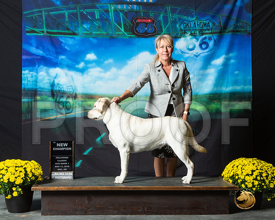 Labrador Retriever #350 Sun S1 NCh Brenda Shakla Judge Mary Meek__ST_0526-OKC2018-HR3