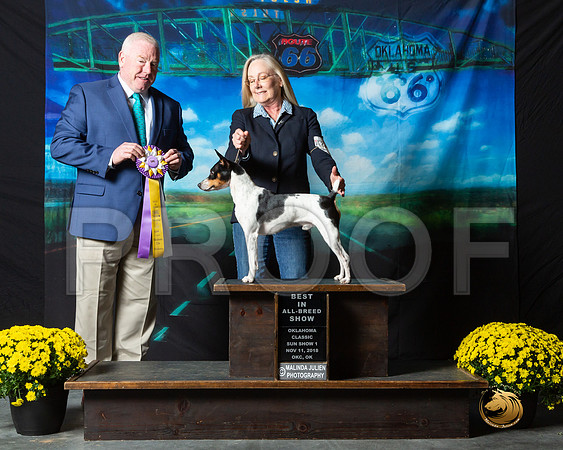Rat Terrier #208 Sat S2 Judge Rick Gann__ST_0519-OKC2018-HR3