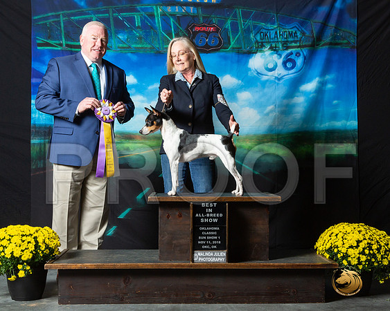 Rat Terrier #208 Sat S2 Judge Rick Gann__ST_0520-OKC2018-HR3