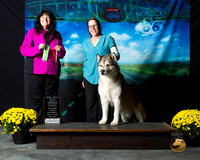 Alaskan Malamute Sun S1