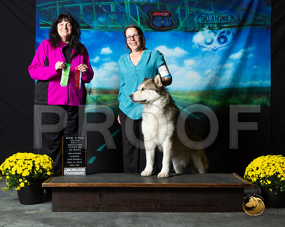 Alaskan Malamute Sun S1__ST_0663-OKC2018-HR3