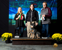 Australian Cattle Dog Sun S1