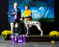 Dalmatian Sun S1