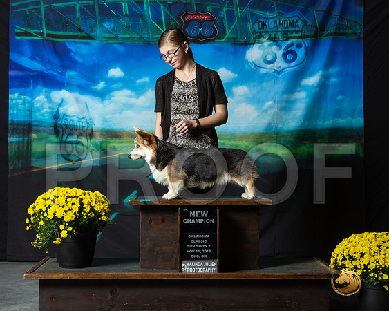 Pembroke Welsh Corgi #190 Sun BOW NCh Evangeline Stuck__ST_0600-OKC2018-HR3