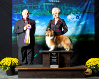 Shetland Sheepdog Sun BIS Patty Runge