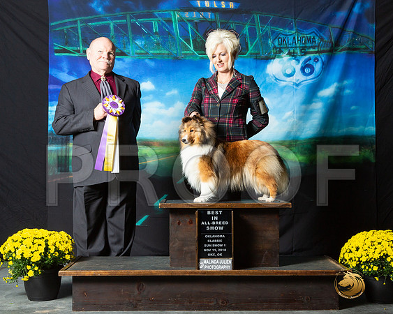 Shetland Sheepdog Sun BIS Patty Runge__ST_0720-OKC2018-HR3