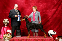 Doberman Pinscher Sun S2 G1 Felicity Trammell Judge John Booth