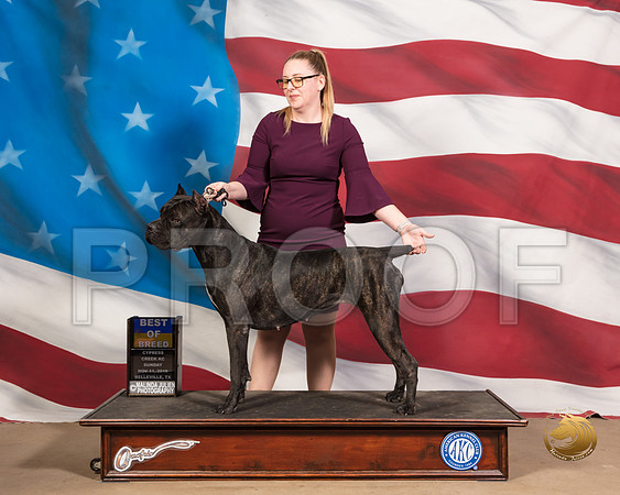 Cane Corso #8 Sun BOBSSR_5050-CyCreek2018-HR3