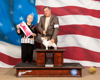 Chihuahua Long #5 Sun G2 Judge Erika Moureau