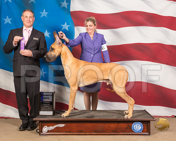 Great Dane #5 Sun WD Judge Andrew RitterSSR_5160-CyCreek2018-HR3