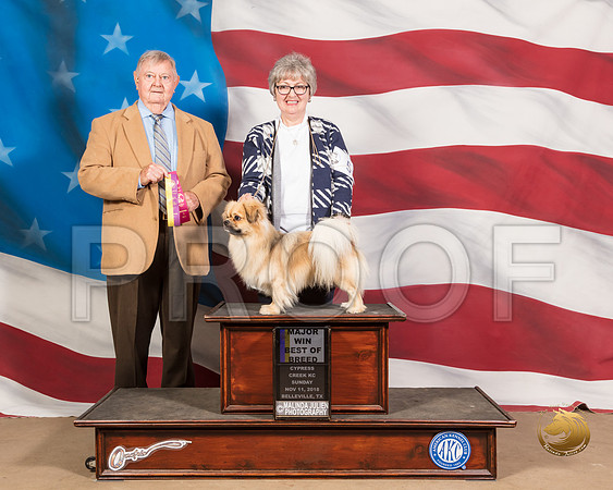 Tibetan Spaniel #5 Sun BOB Maj Judge Richard MullenSSR_5063-CyCreek2018-HR3