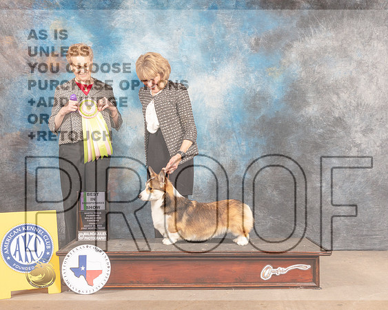 Pembroke Welsh Corgi #5 Fri BPISweeps Judge Carol Braunstein-MMJ_7677-FW2022-HR3