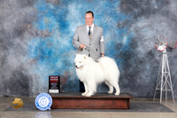Samoyed #5 Sun G2 Judge Jon Cole