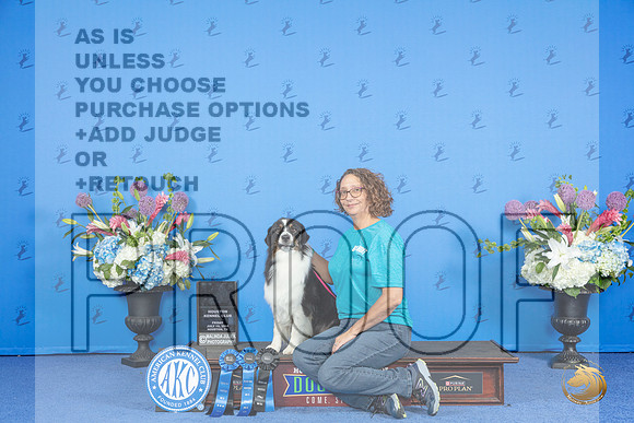 Australian Shepherd #10 THUR NTR HIC Judge __JP_9454_Houston_2024_HR3