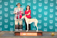 Azawakh #207 Sun G2 TD Judge Allan Krenek