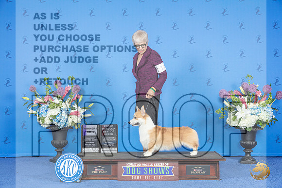 Pembroke Welsh Corgi #11 SAT WD OHBOB Judge Jamie Hubbard__JP_9713_Houston_2024_HR3
