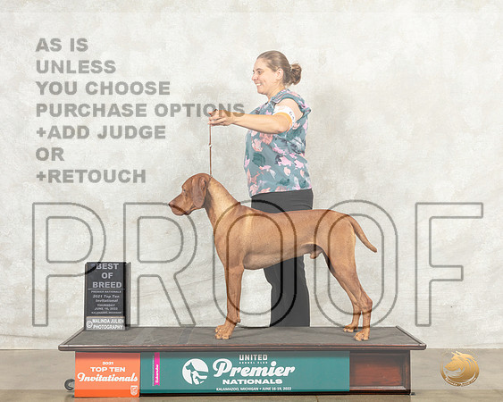 Vizsla #647 Thur BOB Judge Karen Hynek__MJ_7331_Premier_2022_HR3