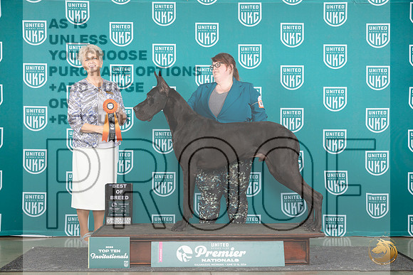 Great Dane #852 Thur T10BOB Judge Diane Price__JP_1259e_Premier_2024_HR3