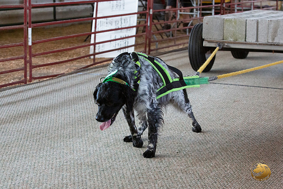 Weight Pull Longview WA 2024 Epagneul Breton_JJL_3586_Longview WA_2024_HR3