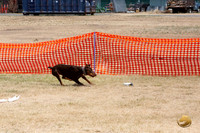 *Doberman Pinscher Precision Coursing Sat Longview WA 2024