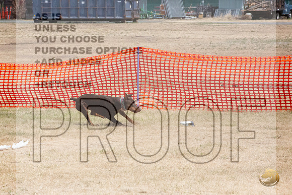 Doberman Pinscher Percision Coursing Sat Longview WA 2024_JJL_3686_Longview WA_2024_HR3