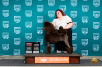 Poodle Std #197 Sat2 G2GCH Judge Nanch Eilks