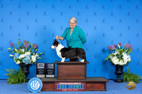 Cardigan Welsh Corgi #22 THUR WB NC M Judge Jon Cole
