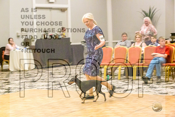 Manchester Terrier MTOY Candids-JJL_2040-Hstn2022_HR3