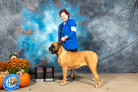 Mastiff #6 Sat BOBOHBOB Judge Steve Keating
