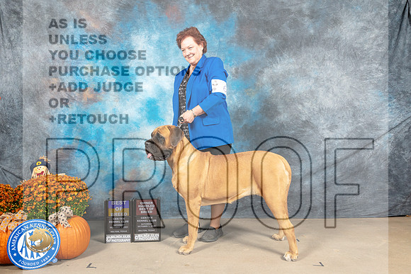 Mastiff #6 Sat BOBOHBOB Judge Steve Keating_MJ_5771_Belton_2022_HR3