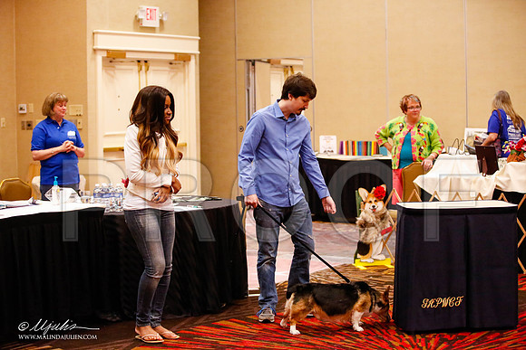 _JJ_0982-HstnCorgiFeb2015-HR3