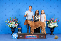 Dogue de Bordeaux #6 SAT BOB Judge Annella Cooper