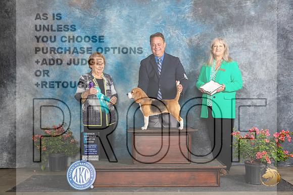 Beagle 13 #9 Sat OHBIS Judge Polly Smith__JP_5604_San Antonio_2024_HR3