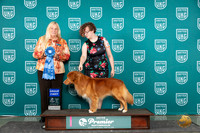 Nova Scotia Duck Tolling Retriever #172 Sun G1 Judge Kathie Short